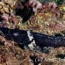 crocodilefish_flathead_pc_h_0705_png2031.jpg